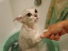 wet-cats-6.jpg