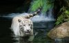 white_tiger_in_water_b2.jpg